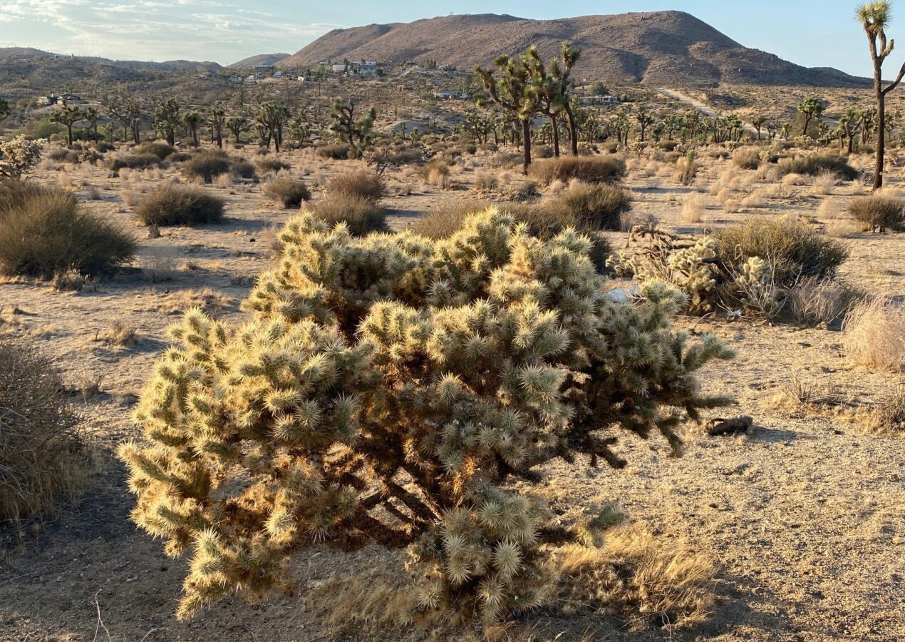 Our overnight stay turned day trip to Joshua Tree.